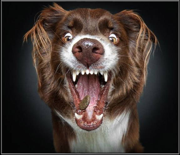 Treat Joy Vs Fur Ever Home We Love Doggos treat-joy-vs-fur-ever-home-we-love-doggos