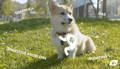 Corgi dog with illustration of a stomach over his tummy surrounded by text describing symptoms of digestive upset