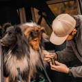 Applying paw balm to a sheltie prior to a hike
