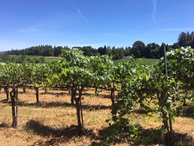 Vineyards – Tessier Winery