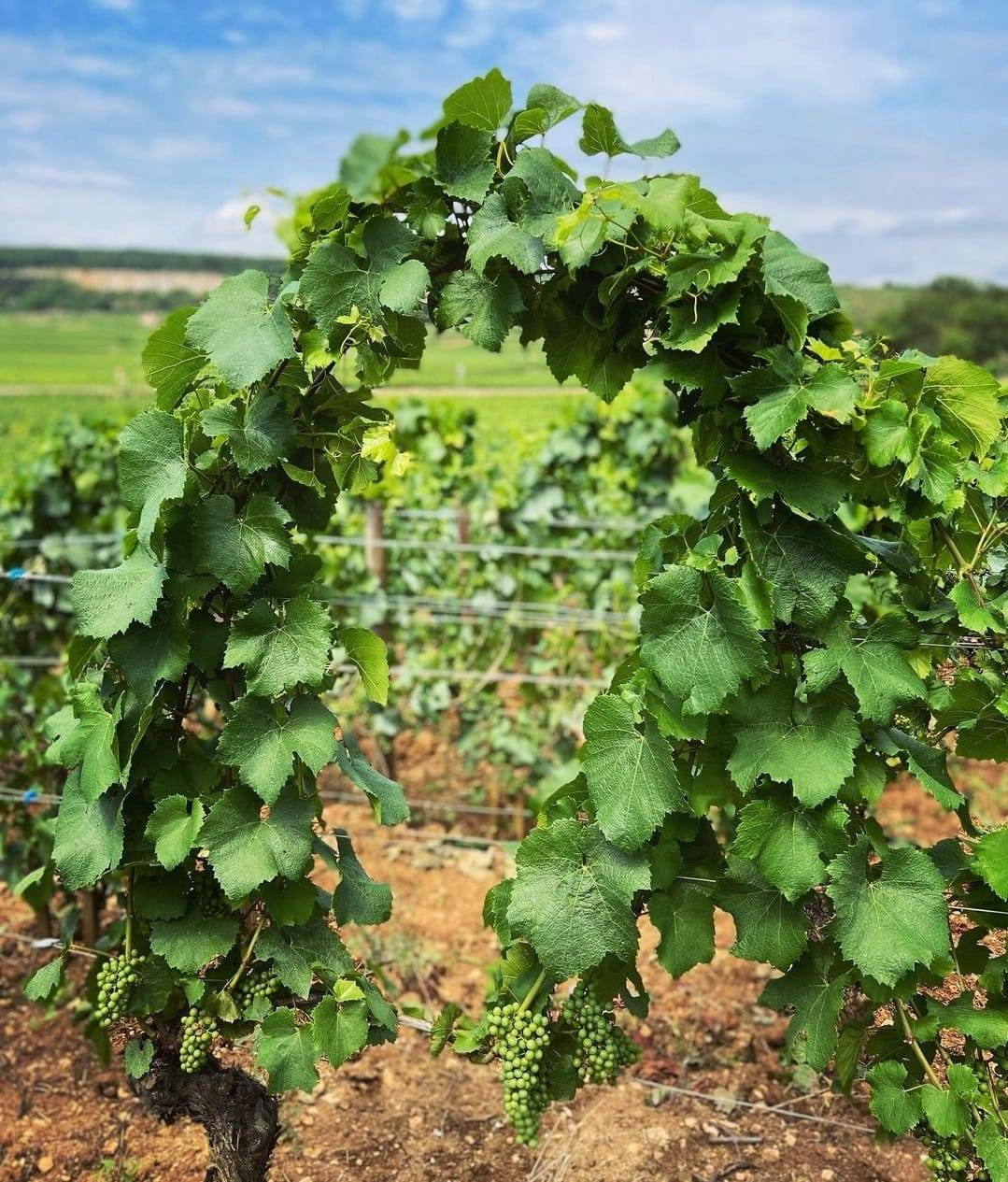 Domaine Morey Coffinet