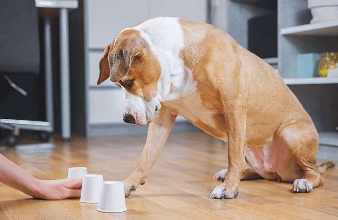 Dog The Cup Game