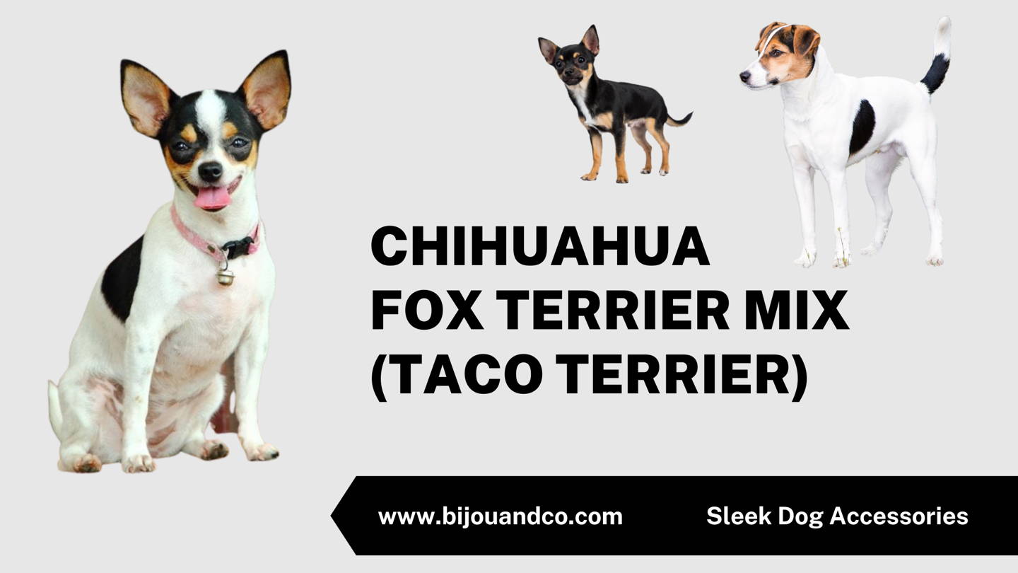fox terrier chihuahua mix