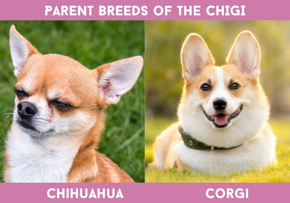 chihuahua mixed corgi