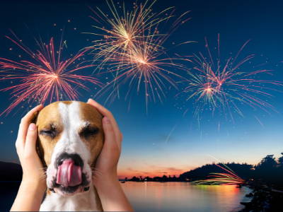 dog stressed and anxious from fourth of july fireworks