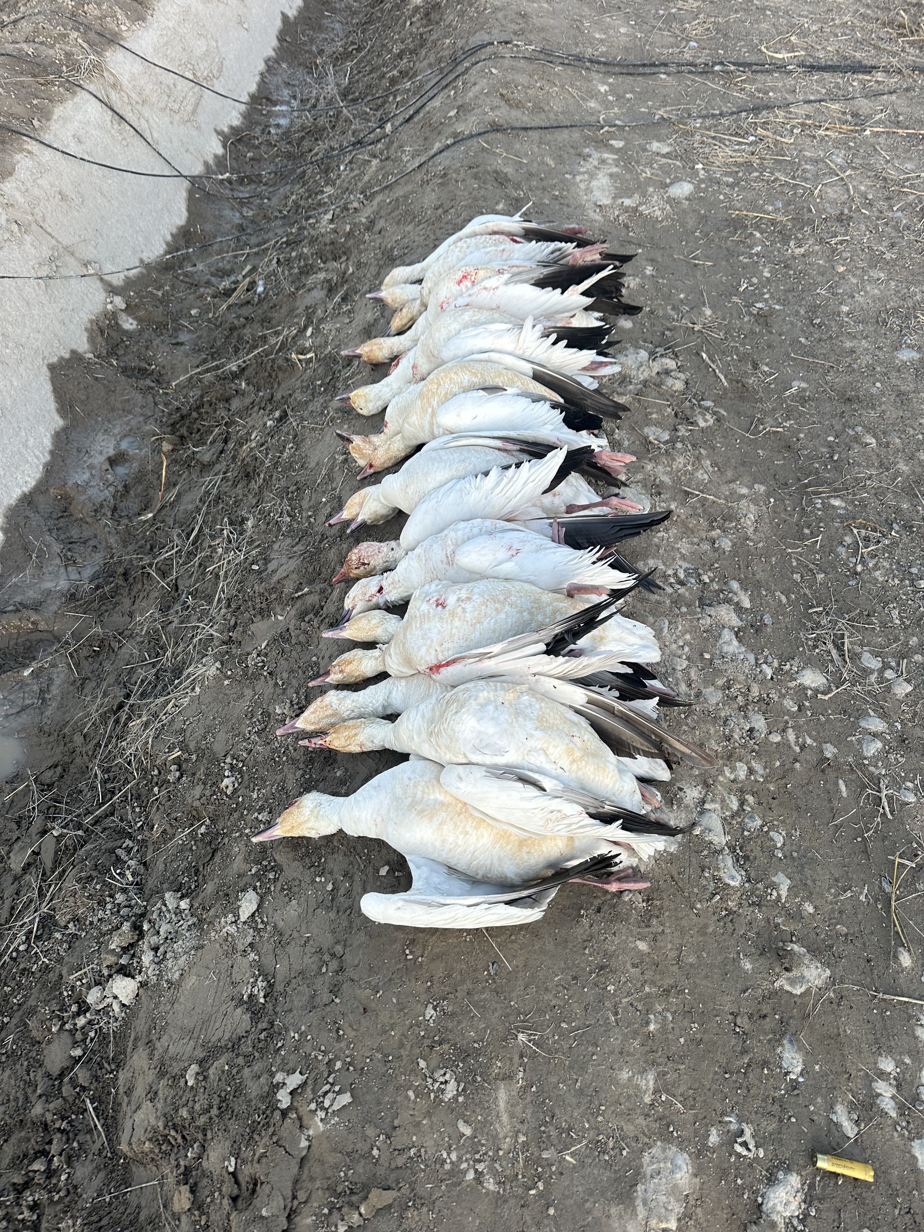 Snow geese piled on the field