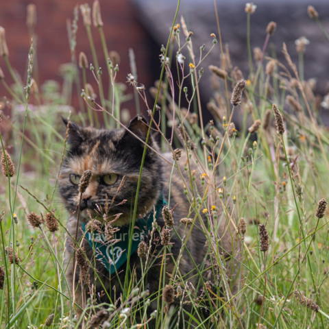 Travelling cat with green pet bandana