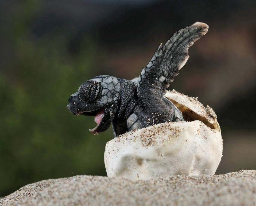 Ocean Spirit Schildkröte