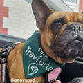 Aggy Travel Dog Instagram Page