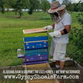 beekeeping-at-gypsy-shoals-farm-honey