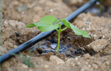 Drip irrigation image