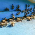 honeybees-on-entrance-board-of-hive