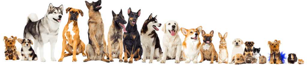 Customer Service DEWELPRO.com - info@dewelpro.com