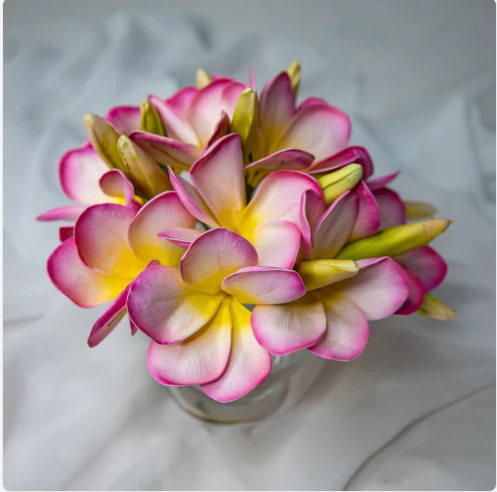 Light Pink with Buds Frangipani Flowerhead (6 Pack) - Realistic Artificial Flowers - Image 5