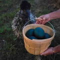 gypsy-shoals-farm-basket-emu-hatching-eggs