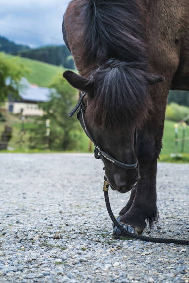 Klebebeschlag bei Isländern, Klebebeschlag, Kunstsoff Hufeisen, Hufschutz Kleben, Huf Schuhe, Hufeisen Pferd, Hufschuhe Kleben, Offenstall