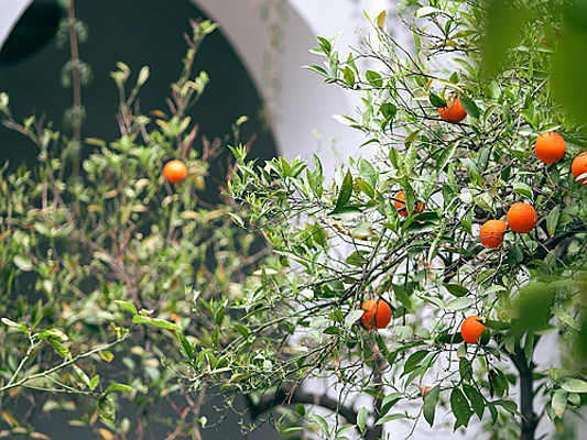  Capri, Italia
- Scoprite nel nostro blog tutti i trucchi per trasformare il vostro piccolo giardino urbano nel luogo dei vostri sogni.