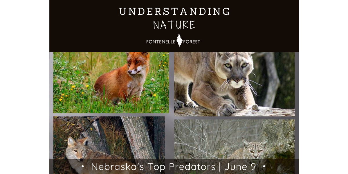 Understanding Nature: Nebraska's Top Predators (Virtual event) promotional image