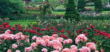 International Rose Test Garden via scenic Skyline road near Portland, OR