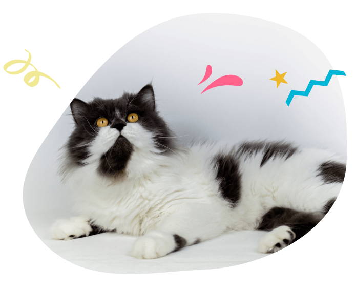 gato persa