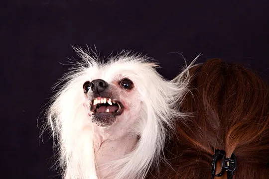 chinese crested chihuahua mix deemed ugliest dog