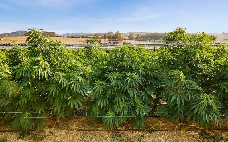Airbnb partners with Cannabis Farm in Petaluma, CA