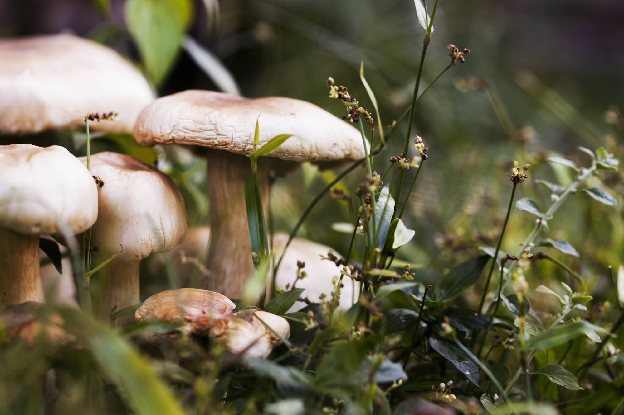 Mushrooms are not a good way to achieve optimal vitamin D levels