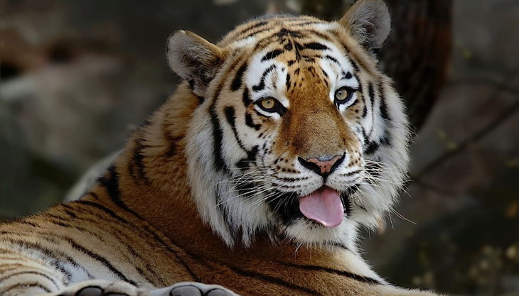 tiergarten nürnberg sibirischertiger raubtierhaus beckmannuwe
