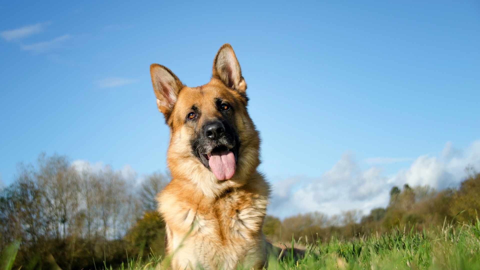 Hund mit langem, hellen Fell liegt im Schnell, die Nase voller Schnee