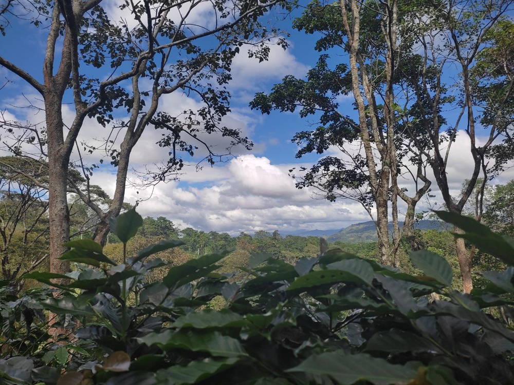 Montecillos coffee region in the central highlands of Honduras