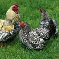 laced-wyandotte-chickens-rooster-hens