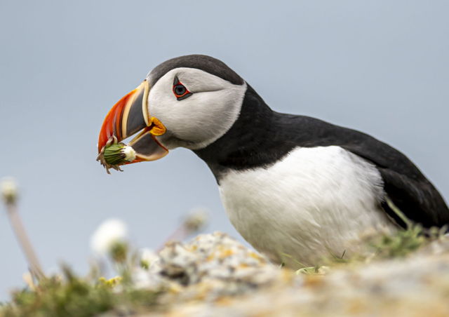 Atlantic Puffins RAW 2027 by Lisa B Sells