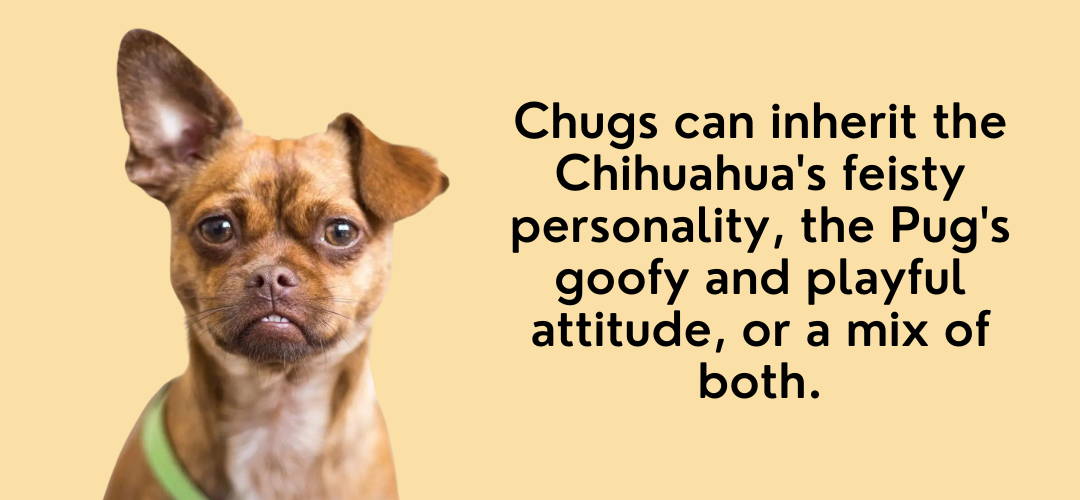 chug dog breed guide