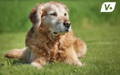 Golden Retriever senior dog laying calmly in the grass on a sunny day