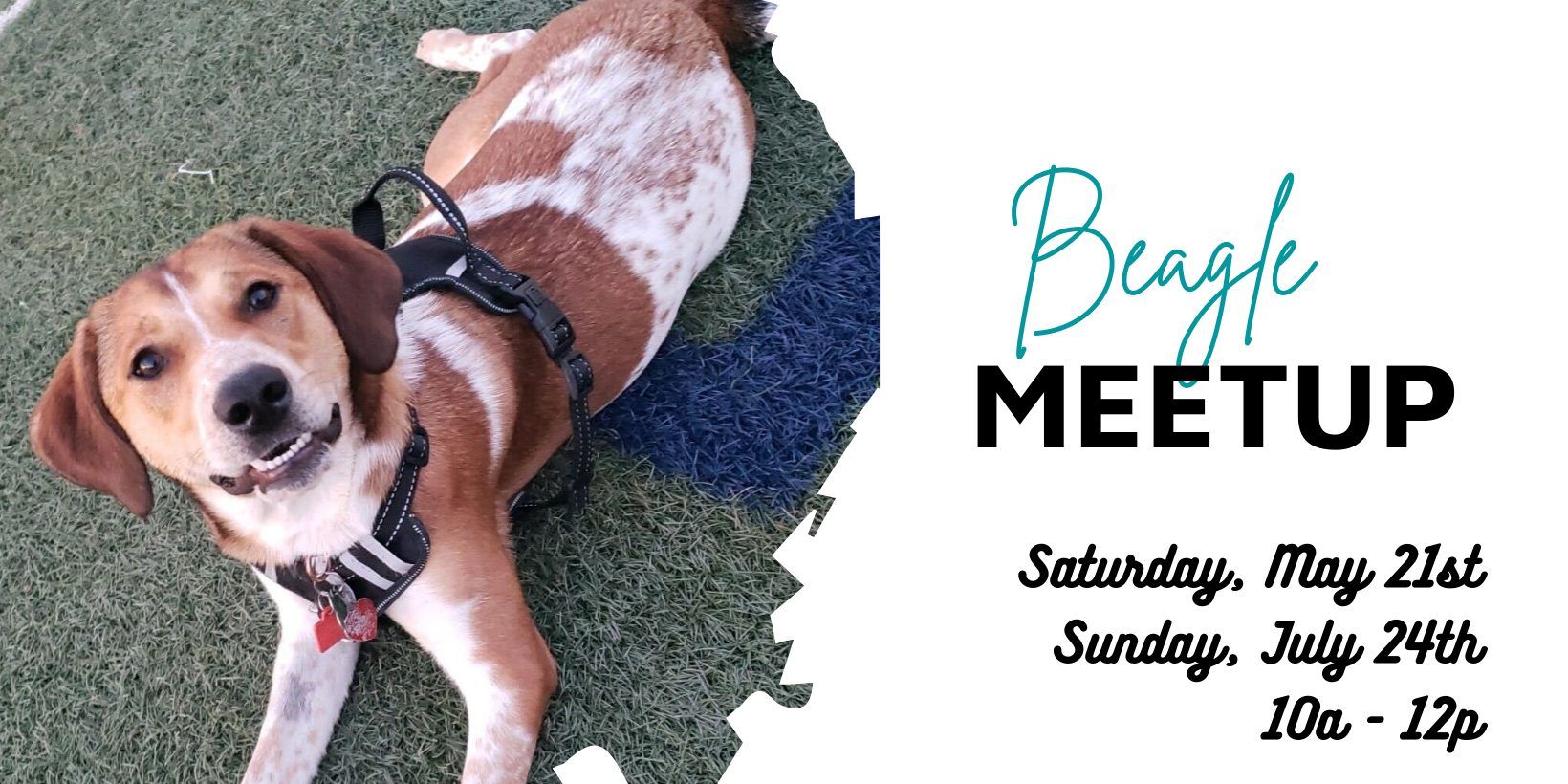Beagle Meet-Up at Omaha Dog Bar promotional image