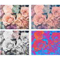 four pictures of rose seen through 3 filters