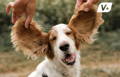 Corgi dog waiting expectantly to be give a turmeric supplement