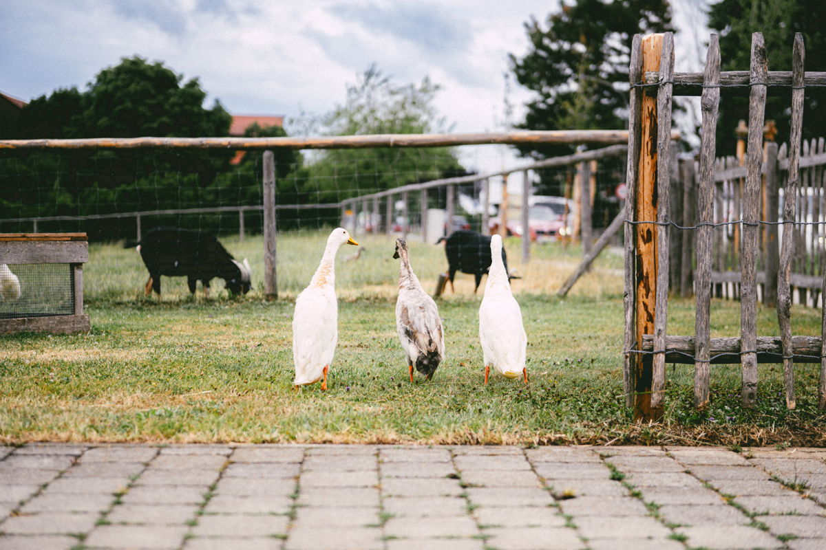 3 Gänse stehen von der Kamera abgewandt in einer Reihe auf einer Wiese, im Vordergrund Steinboden und im Hintergrund Ziegen.