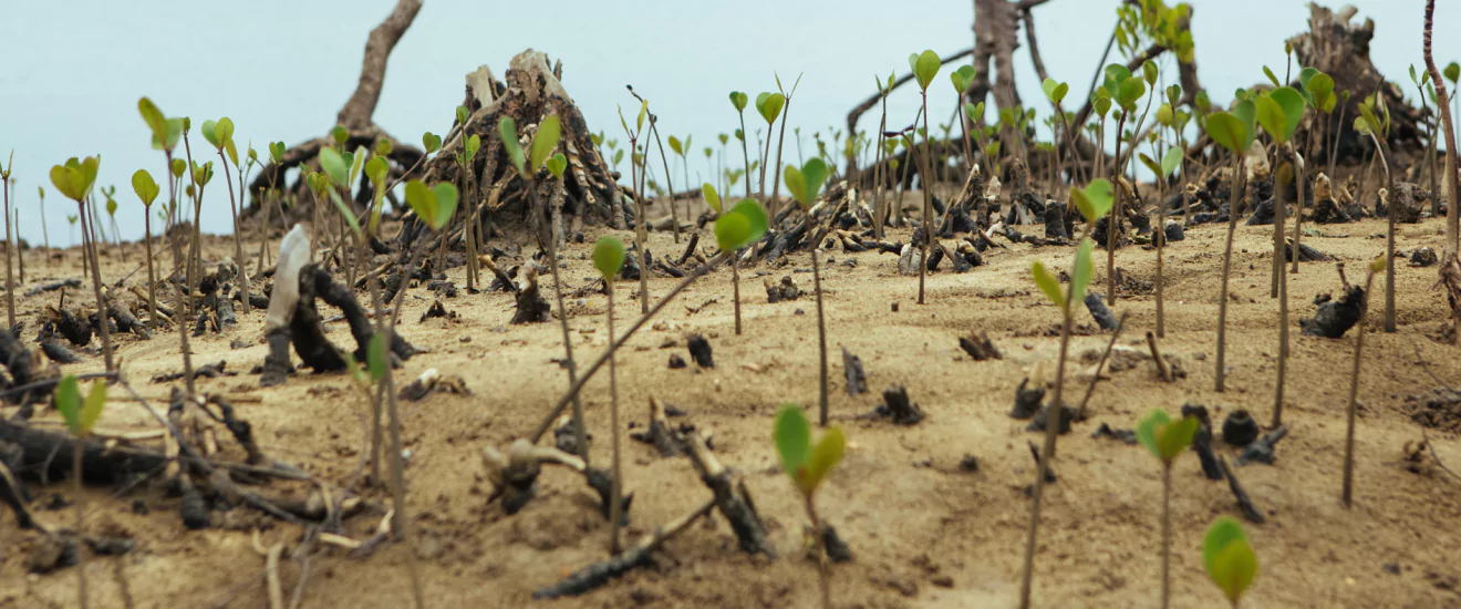 We’re Expanding Planting to Kenya! | Ecodrive