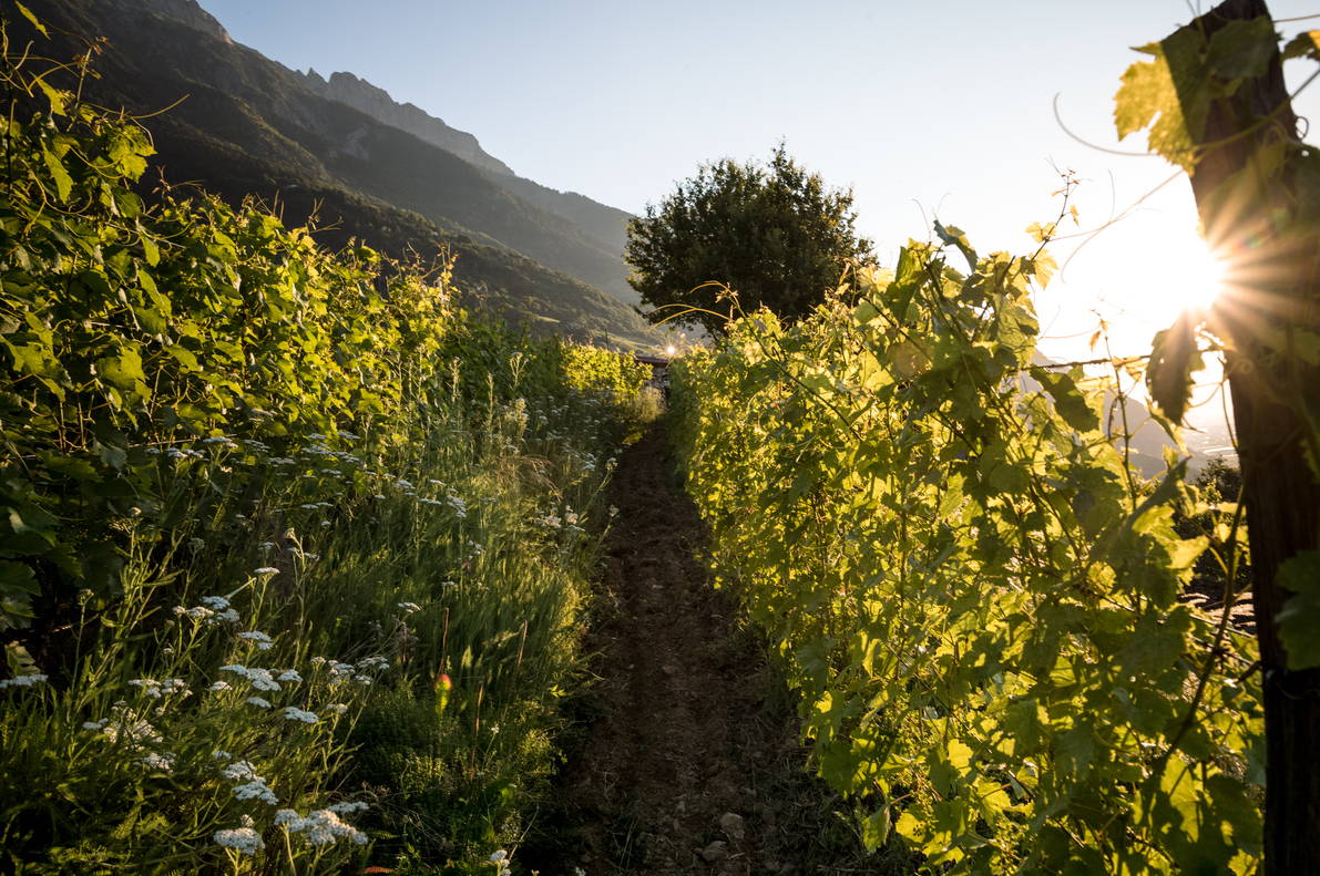 vignes valaisannes – terre d'inspiration de Rainer Maria Rilke