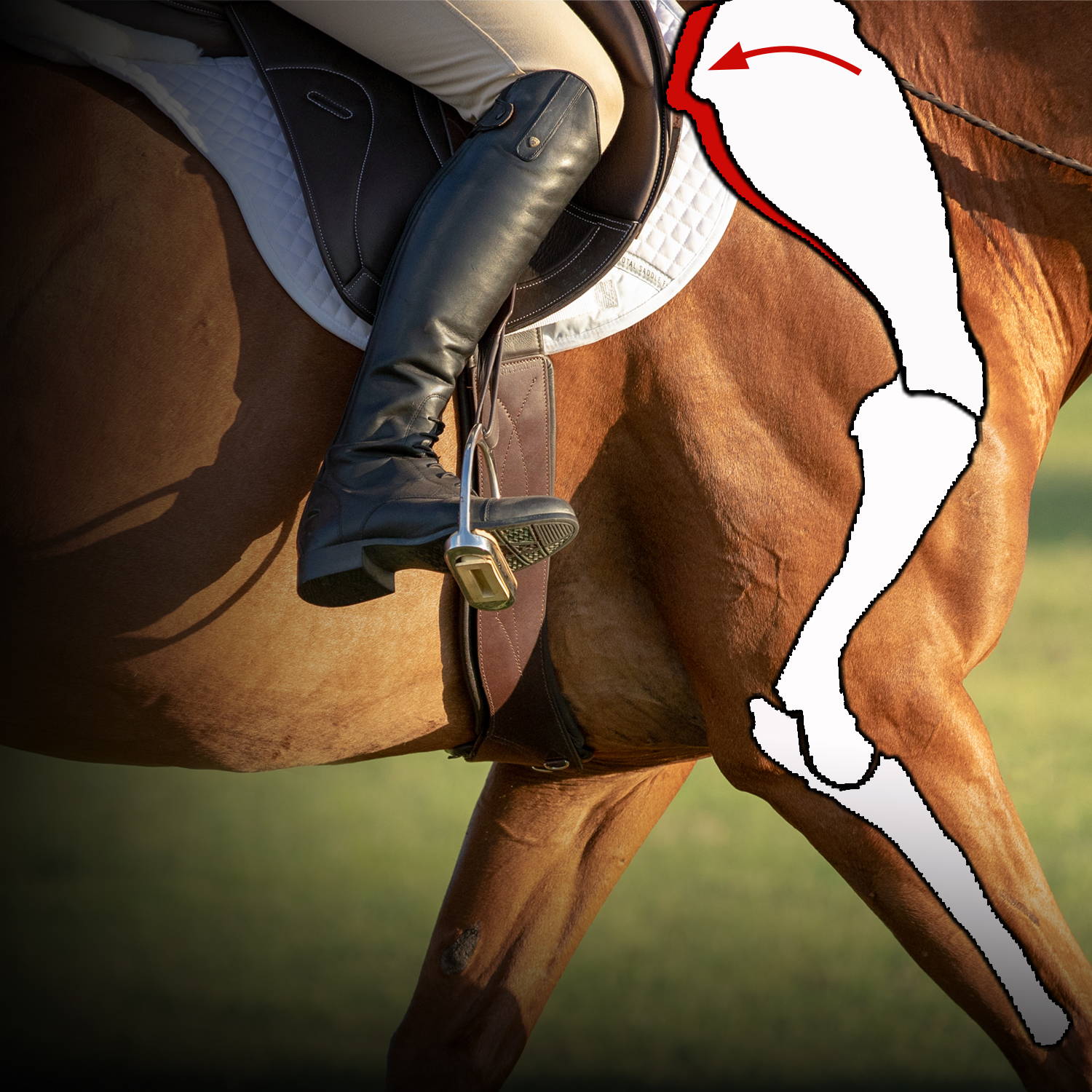 StretchTec Shoulder Relief Girth™ - English