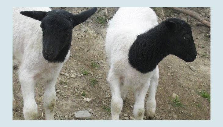 Kindergeburtstage Hof Schulte Berge