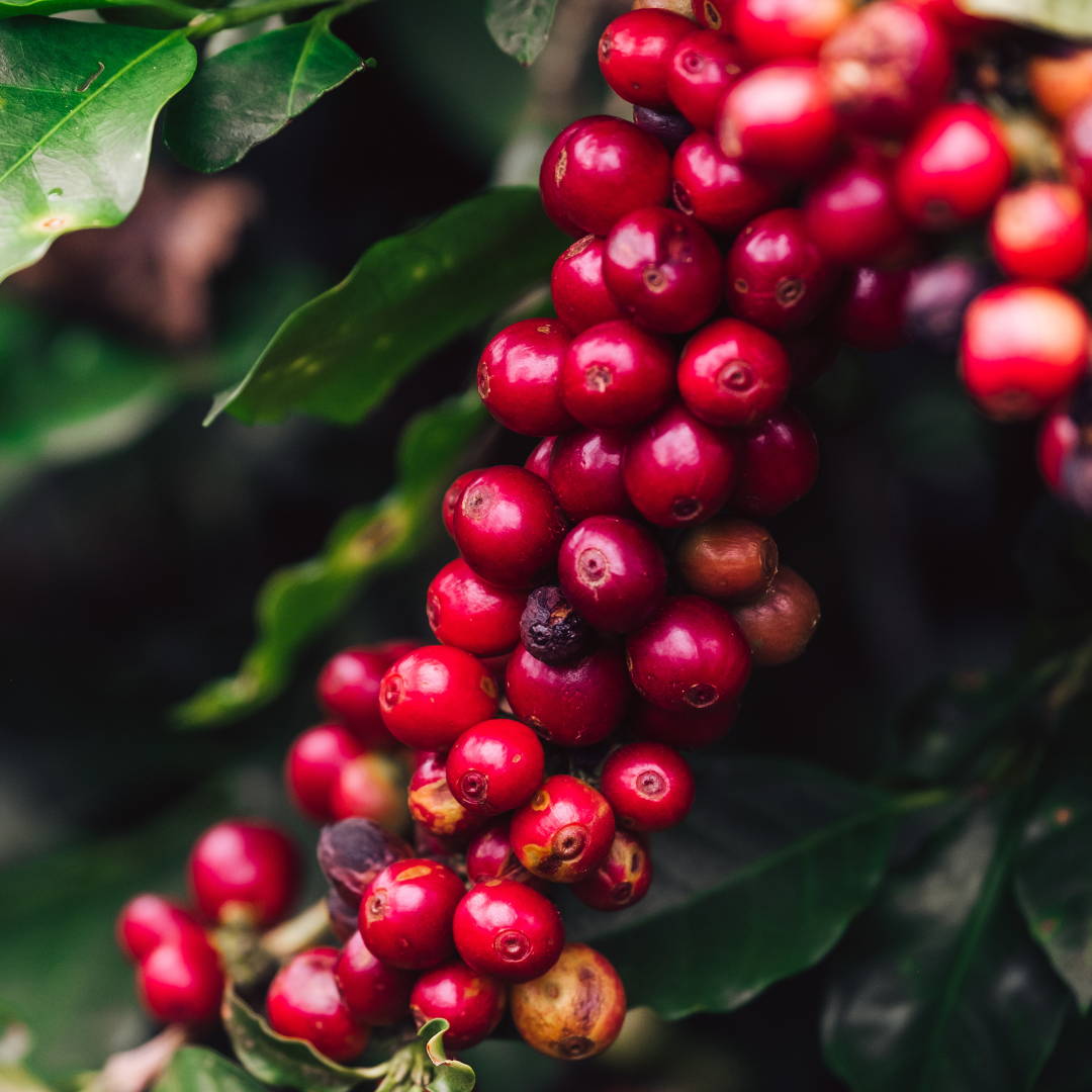 Harry Hutchins and Leticia Hutchins at their organic coffee farms in Honduras | Alma Coffee