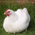 white-leghorn-hen