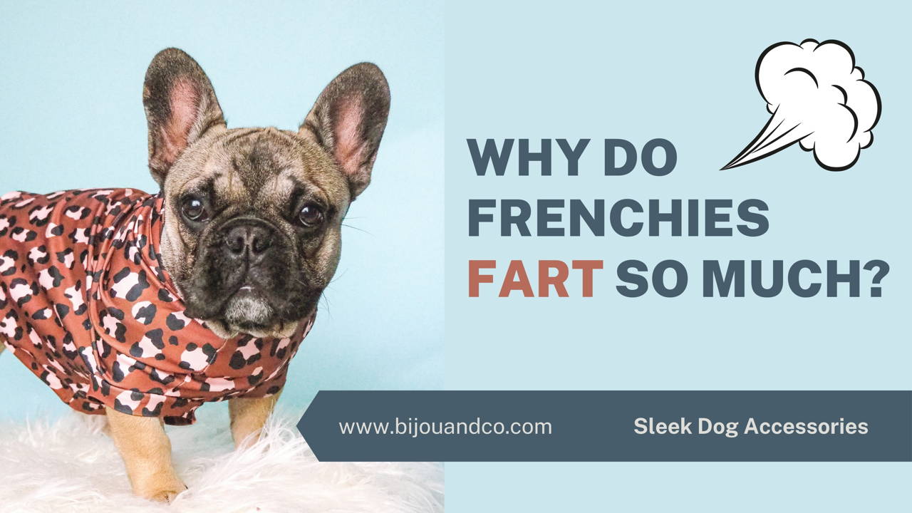 why do french bulldogs fart so much