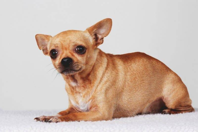 elderly chihuahua