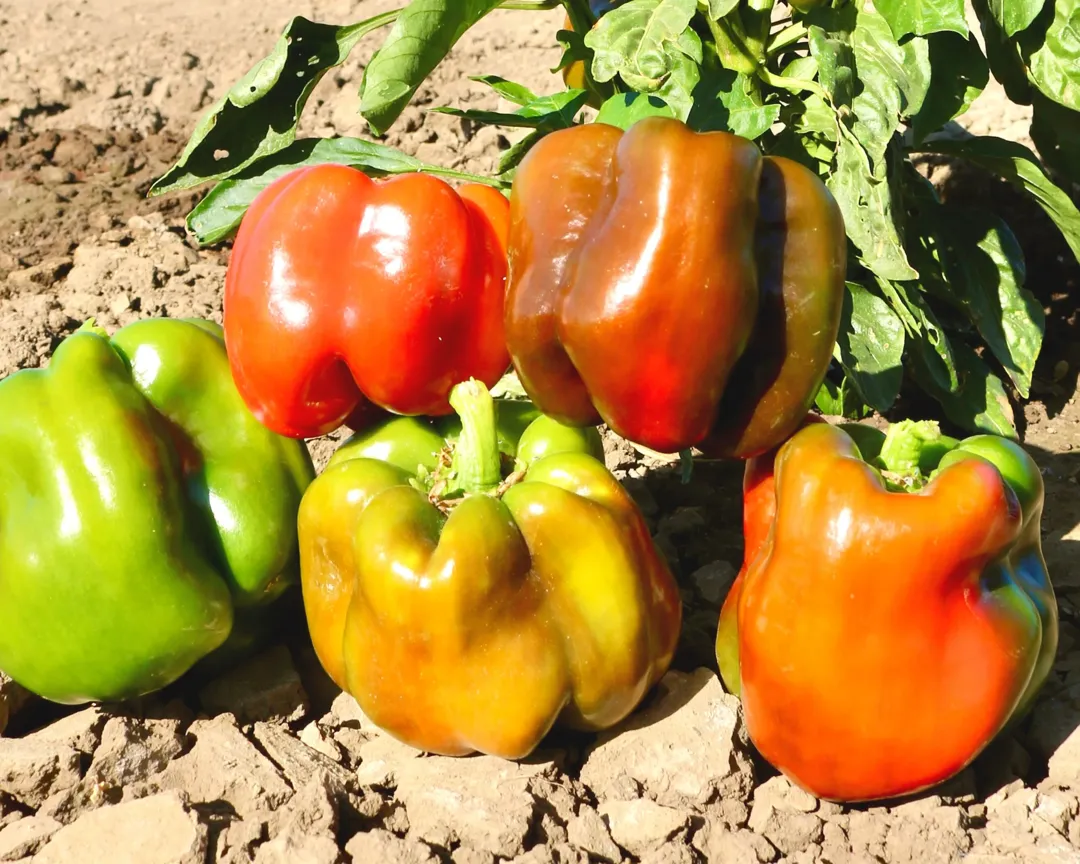 [King Arthur Hybrid Bell Peppers](https://seedsnsuch.com/products/king-arthur-hybrid-bell-pepper-seeds?ref=planter&utm_source=affiliate)