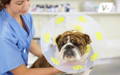 Dog at the veterinarian wearing a cone 