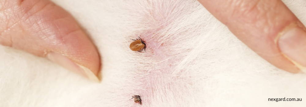 tick bite on dogs