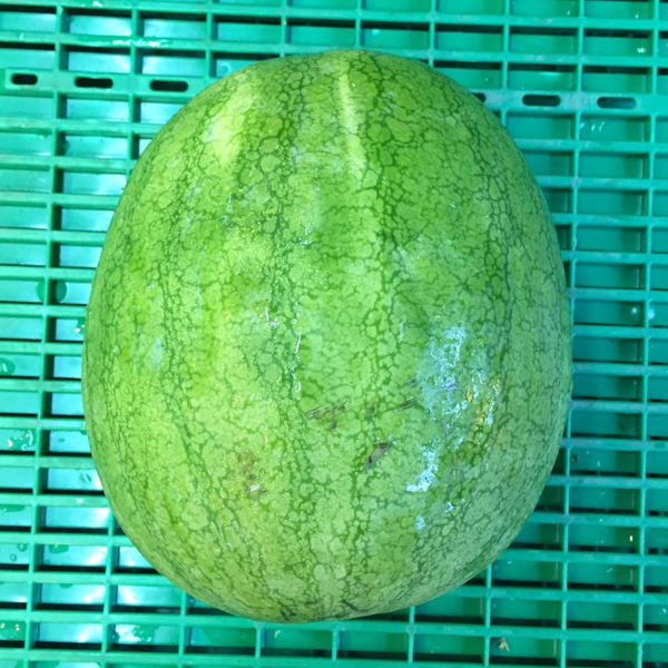 mini-pasteque